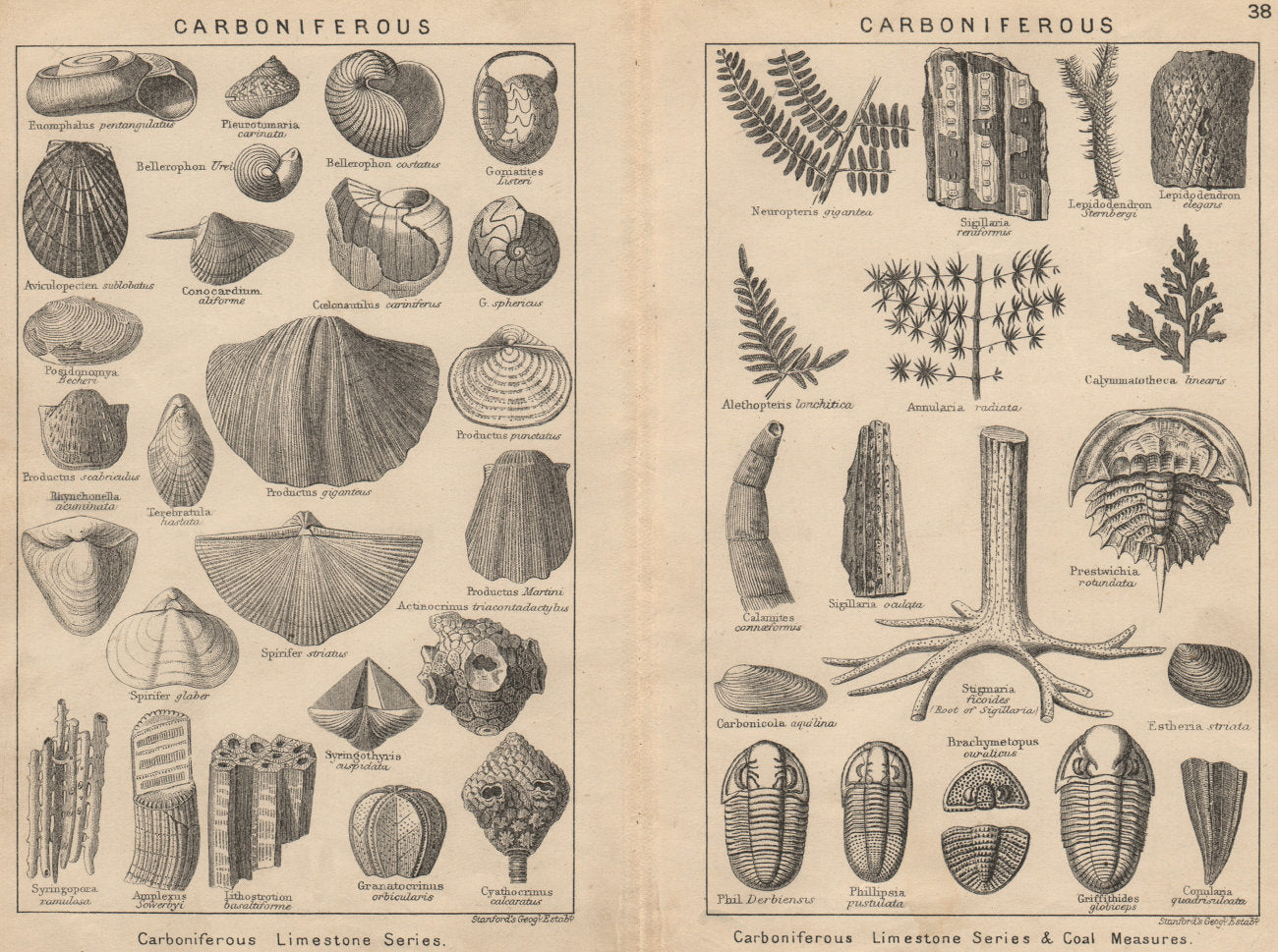 BRITISH FOSSILS. Carboniferous. STANFORD 1913 old antique print picture